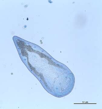 Image of Gymnophallidae