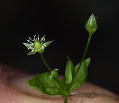 Image of northern starwort