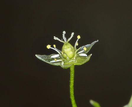 Image of northern starwort