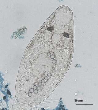 Image de Lepocreadiidae