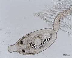 Image of Lepocreadiidae