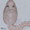 Image of Lepocreadiidae