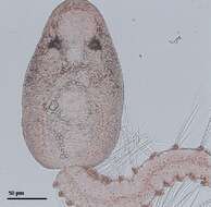 Image of Lepocreadioidea