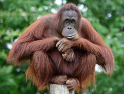 Image of Bornean orangutan