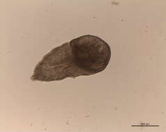 Image of Tetraphyllidea