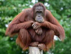 Image of Bornean orangutan