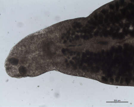 Image of Microcotyle