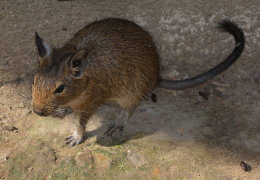 Image of Degu