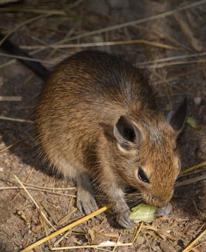 Image of Degu