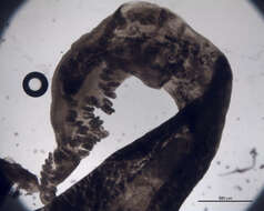 Image of Microcotyle