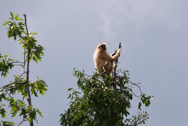 Image of White-handed Gibbon