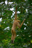 Image of White-handed Gibbon