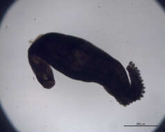 Image of Microcotylidae