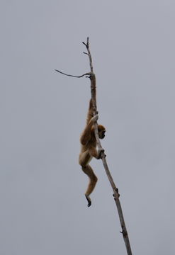 Image of White-handed Gibbon