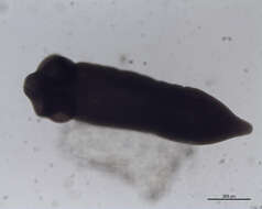 Image of Tetraphyllidea