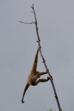 Image of White-handed Gibbon