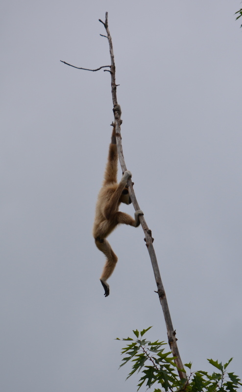 Image de Gibbon Lar