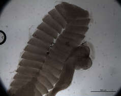 Image of Tetrabothriidea