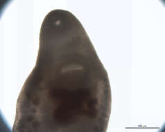 Image of Opecoelidae
