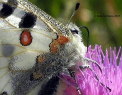 Image of Apollo Butterfly