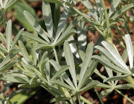 Image of Blunt-lobe Lupine