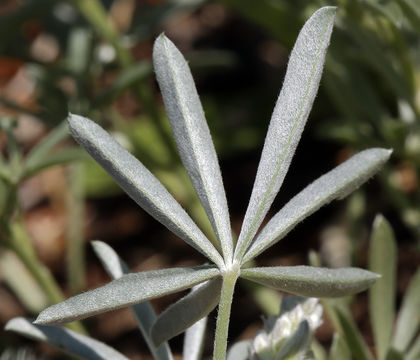 Image of Blunt-lobe Lupine