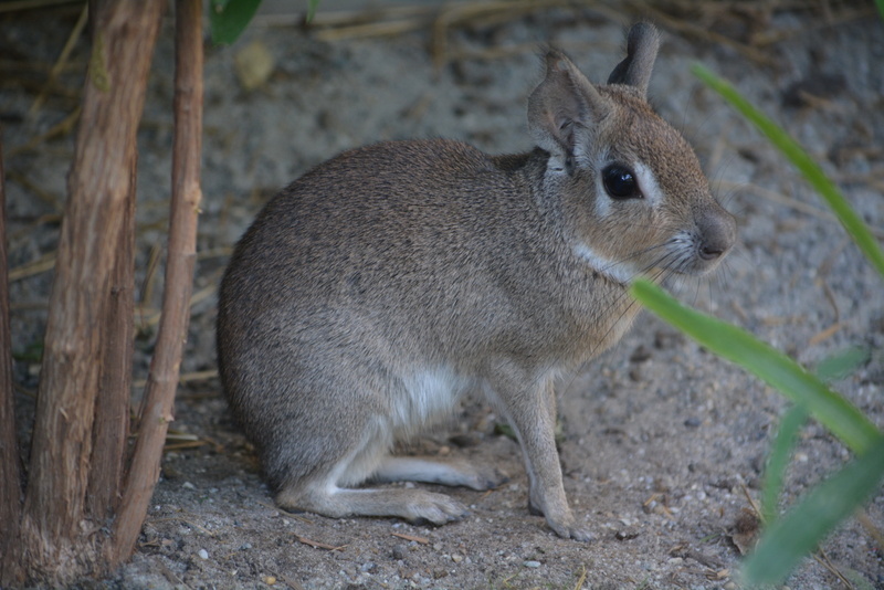 Image of Chacoan mara