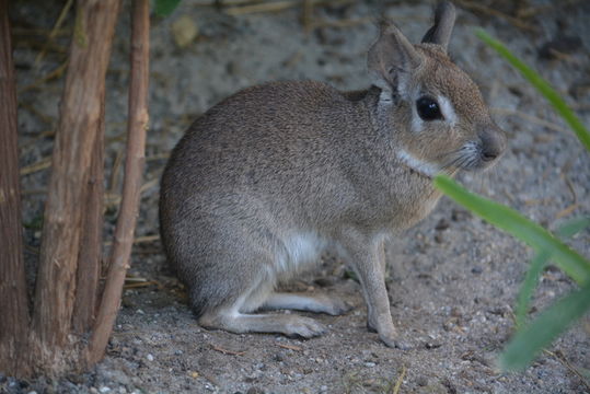 Image of Chacoan mara