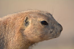 Image of Arizona Black-tailed Prairie Dog