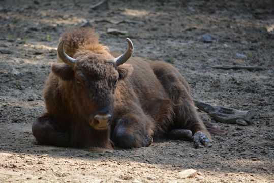 Image of European Bison