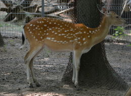 Image of Vietnamese sika deer