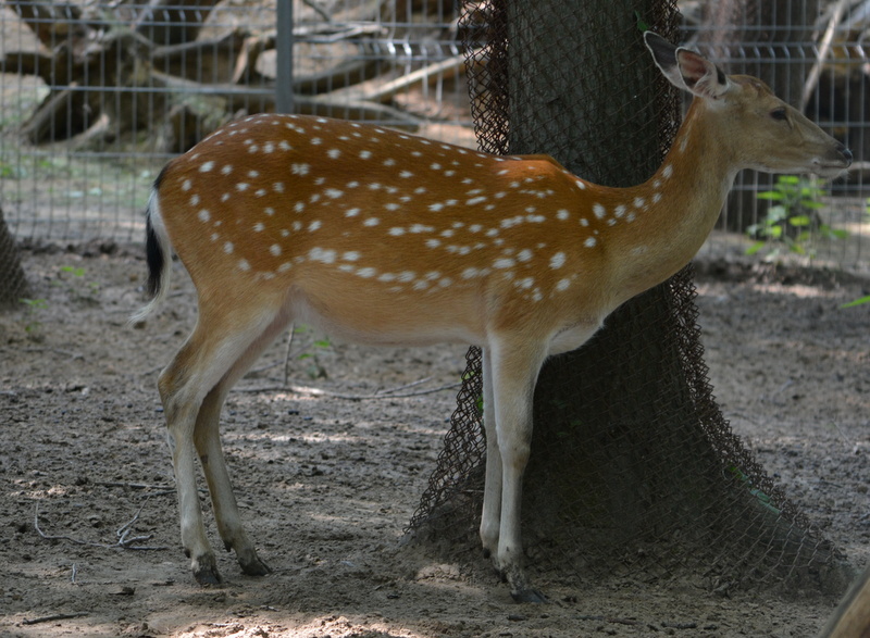 Слика од Cervus nippon pseudaxis Gervais 1841