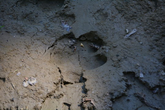 Image of Pygmy hippopotamus