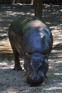 Image of Pygmy hippopotamus