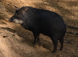 Image of White-lipped Peccary