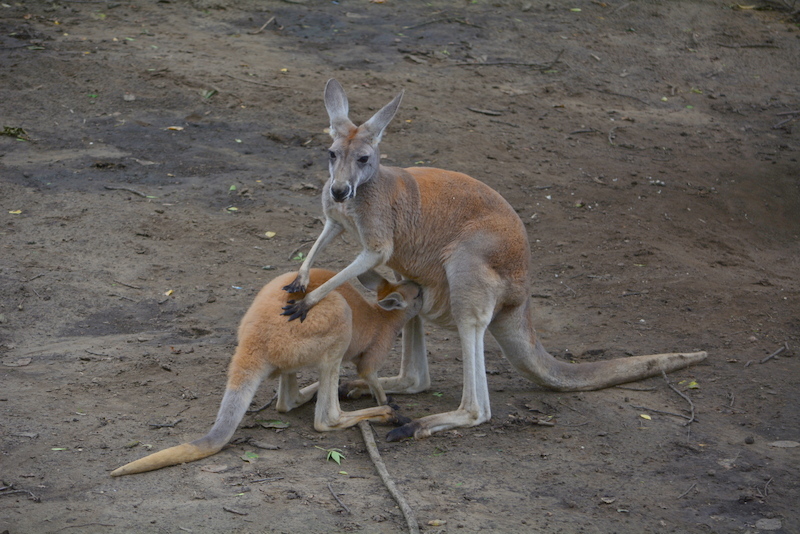 Image of red kangaroo