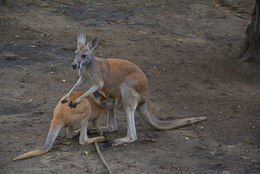 Image of red kangaroo