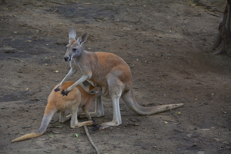 Image of red kangaroo