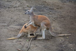 Image of red kangaroo