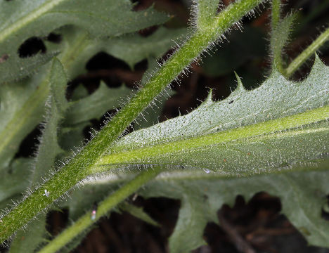 Image de Agoseris monticola Greene