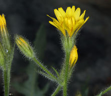 Image de Agoseris monticola Greene