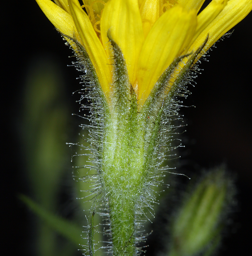 Image de Agoseris monticola Greene