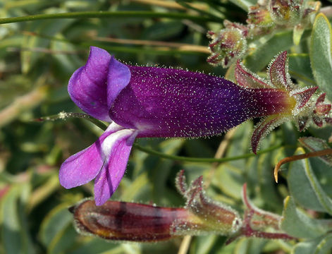 Image of cliff beardtongue