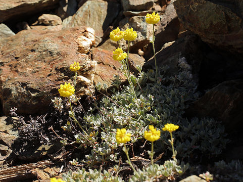 Image of Eriogonum umbellatum var. smallianum (A. Heller) S. Stokes