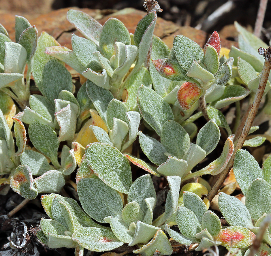 Image of Eriogonum umbellatum var. smallianum (A. Heller) S. Stokes