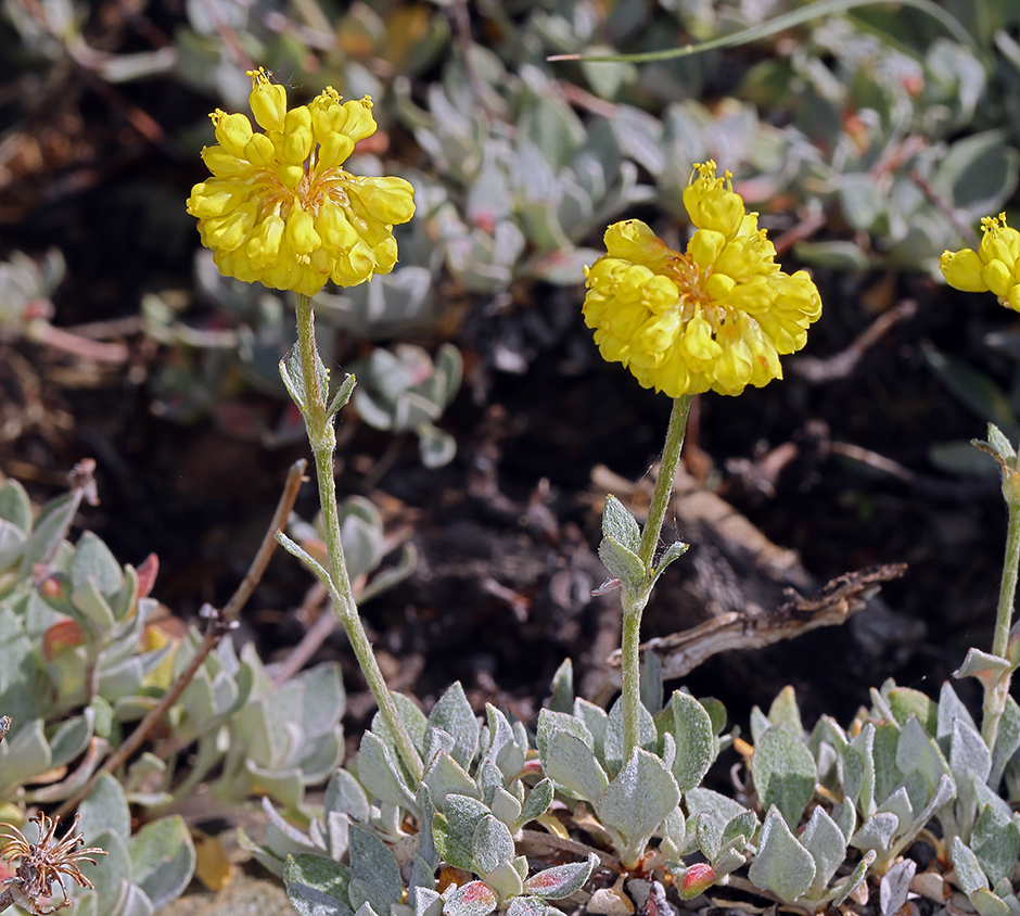 Imagem de Eriogonum umbellatum var. smallianum (A. Heller) S. Stokes