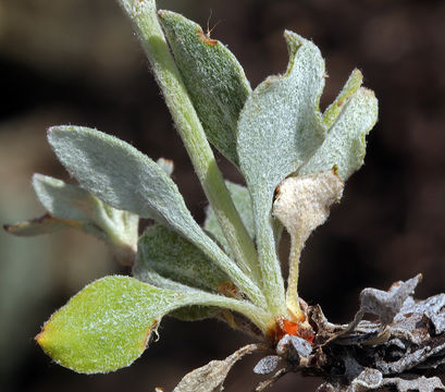 Image of Eriogonum umbellatum var. smallianum (A. Heller) S. Stokes