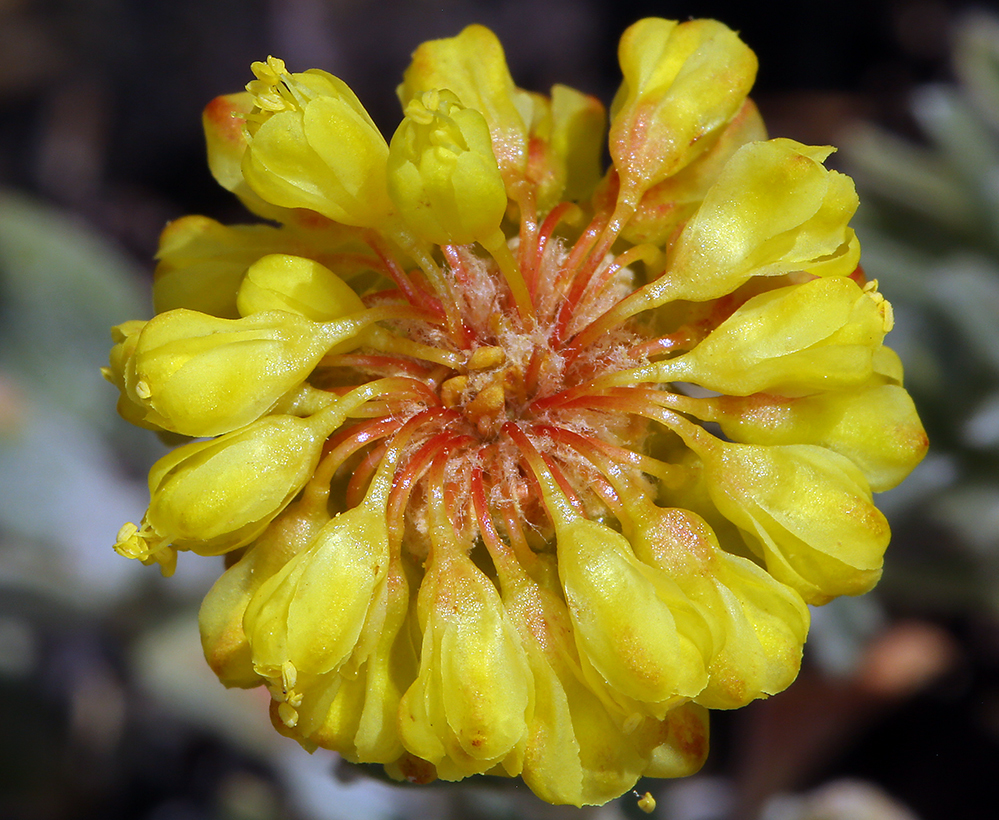 Image of Eriogonum umbellatum var. smallianum (A. Heller) S. Stokes