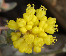 Image of Eriogonum umbellatum var. smallianum (A. Heller) S. Stokes