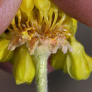 Image of Eriogonum umbellatum var. smallianum (A. Heller) S. Stokes